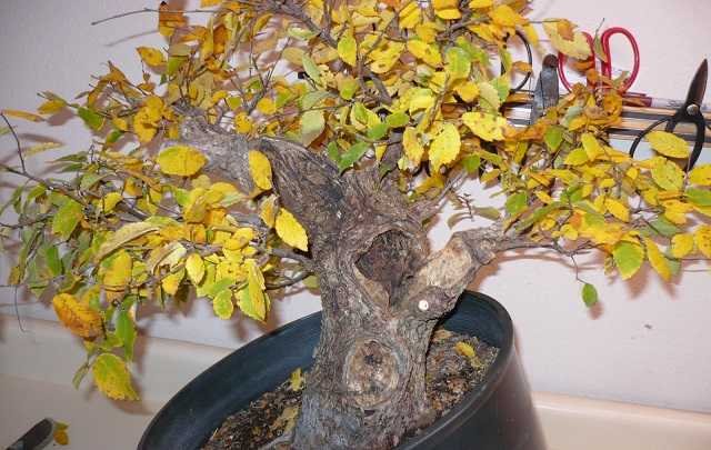 Quantas Vezes Regar Seu Bonsai