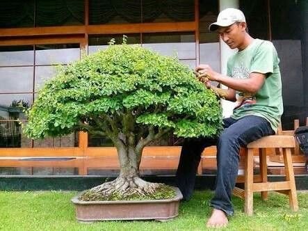como cuidar de bonsai
