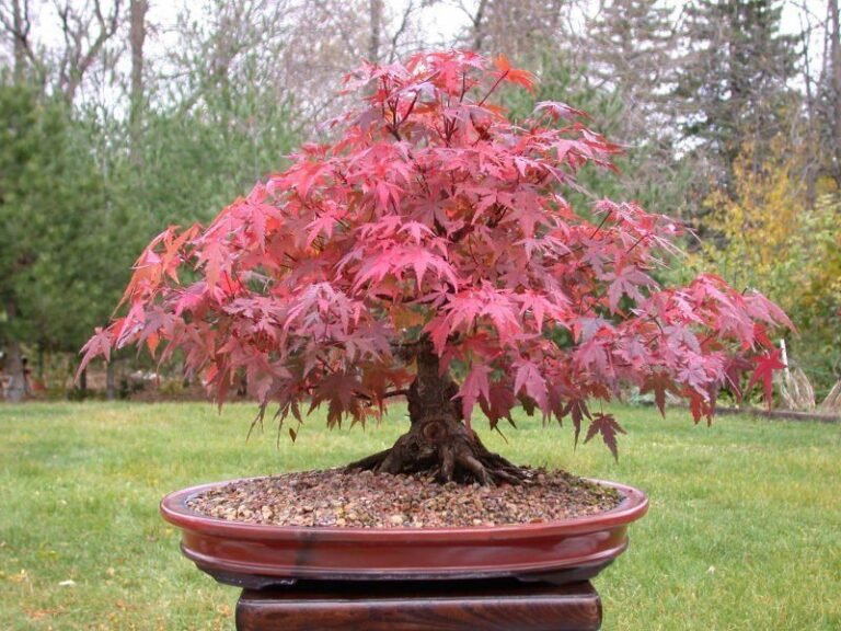 Acer Bonsai Bordo Japones