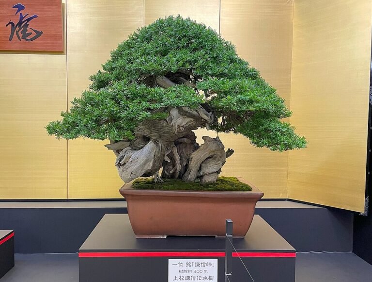Aprenda Como Fazer Bonsai