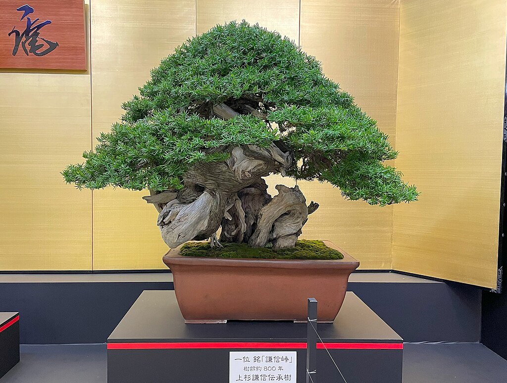 Aprenda Como Fazer Bonsai