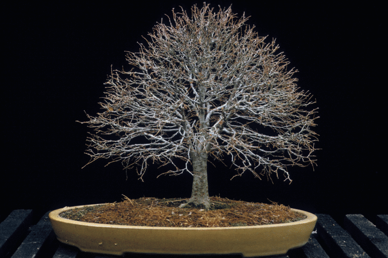 Bonsai Doente Sinais e Tratamento
