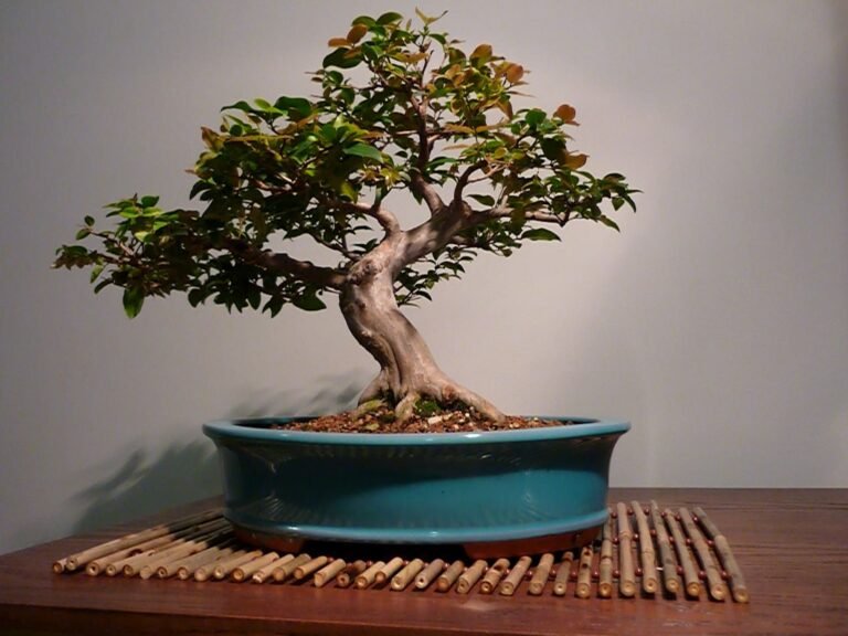 Bonsai Perdendo Folhas