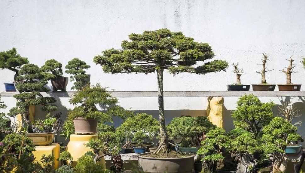 Bonsai de Pinheiro
