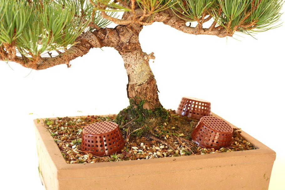 Como Adubar Bonsai