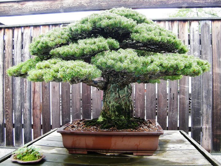 Custo para Manter Bonsai