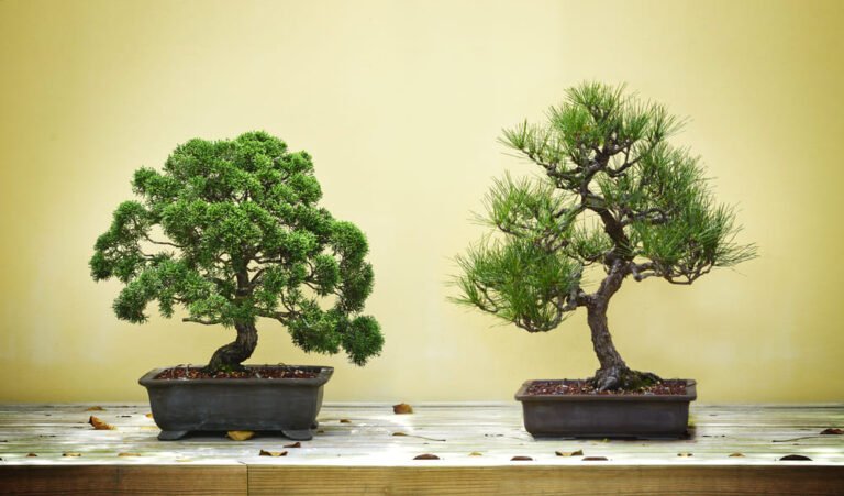 Erros ao cuidar de bonsai