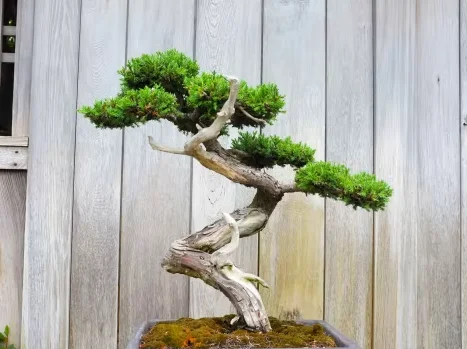 Ferramentas para Bonsai