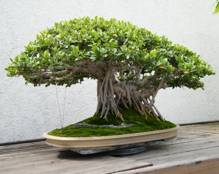 Ficus Bonsai