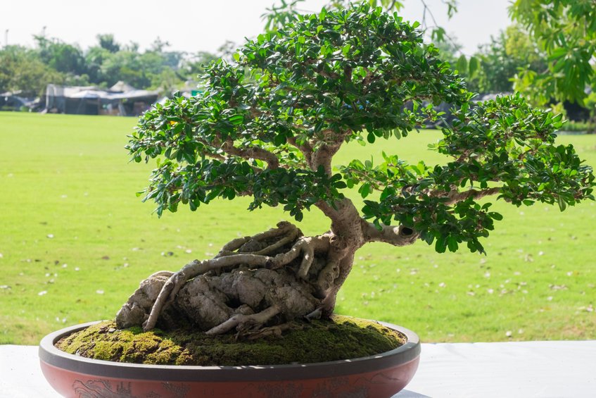 Espécies de Bonsai para Iniciantes