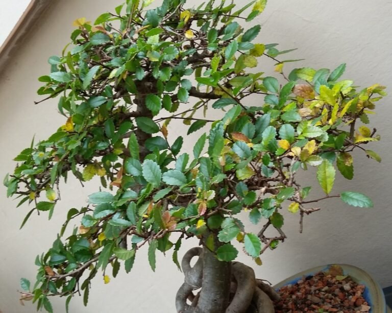 Bonsai Secando