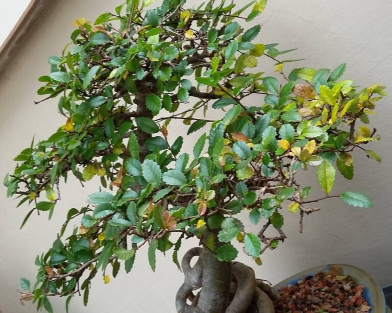 Folhas Amarelas no Bonsai