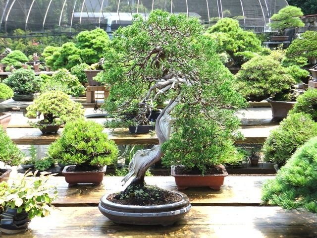 Harmonia Estética no Vaso Para Bonsai