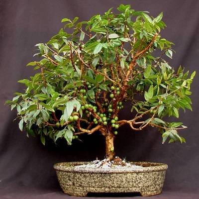 Espécies de Bonsai para Iniciantes