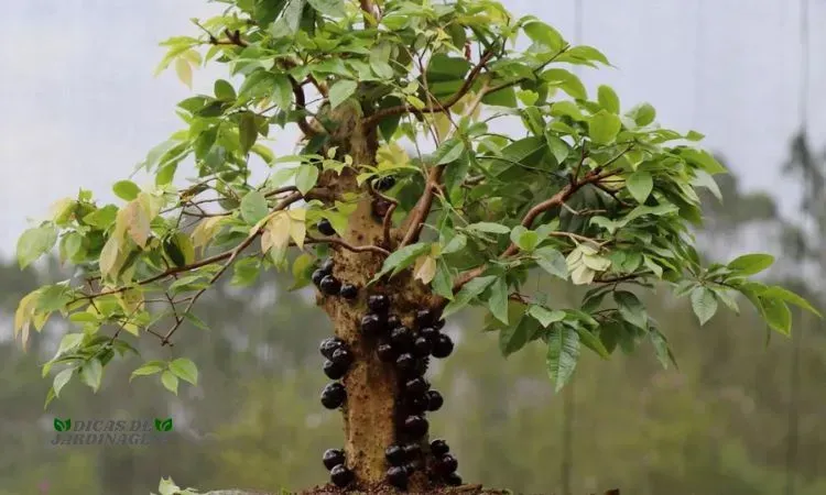 Jabuticabeira Bonsai