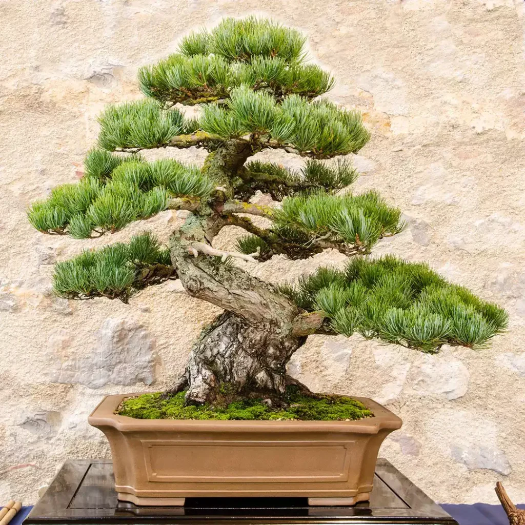 Bonsai de Pinheiro Pinus parviflora