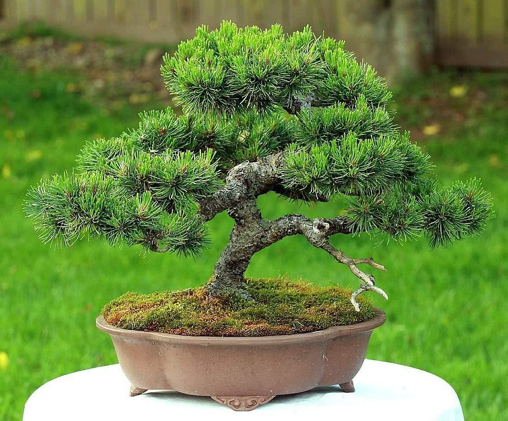 Bonsai de Pinheiro Pinus mugo