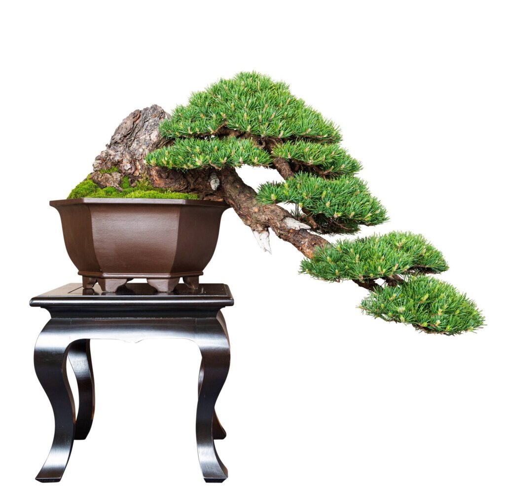 Bonsai de Pinheiro