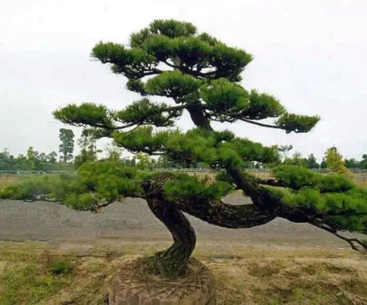 Bonsai de Pinheiro Pinus thunbergii 