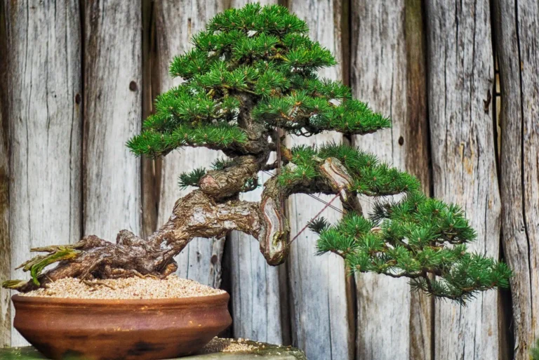 Proteger bonsai de temperaturas extremas