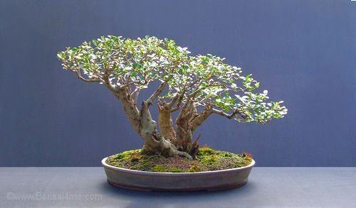 Espécies de Bonsai para Iniciantes