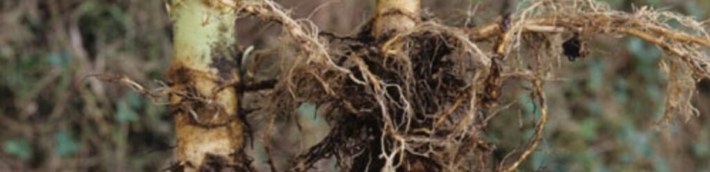 Tratar Fungos no Bonsai