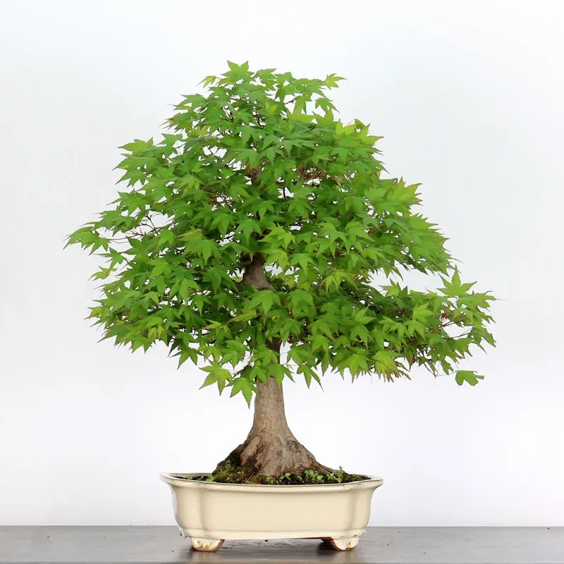 Espécies de Bonsai para Iniciantes