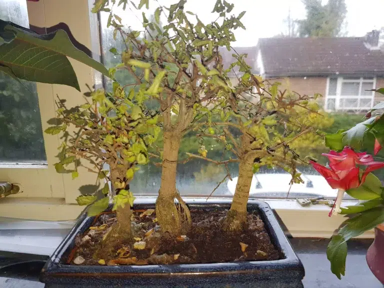 Bonsai Doente