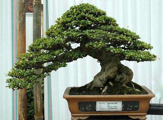 Espécies de Bonsai para Iniciantes