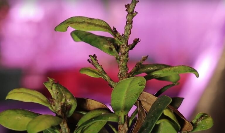 Como Eliminar Pragas no Bonsai
