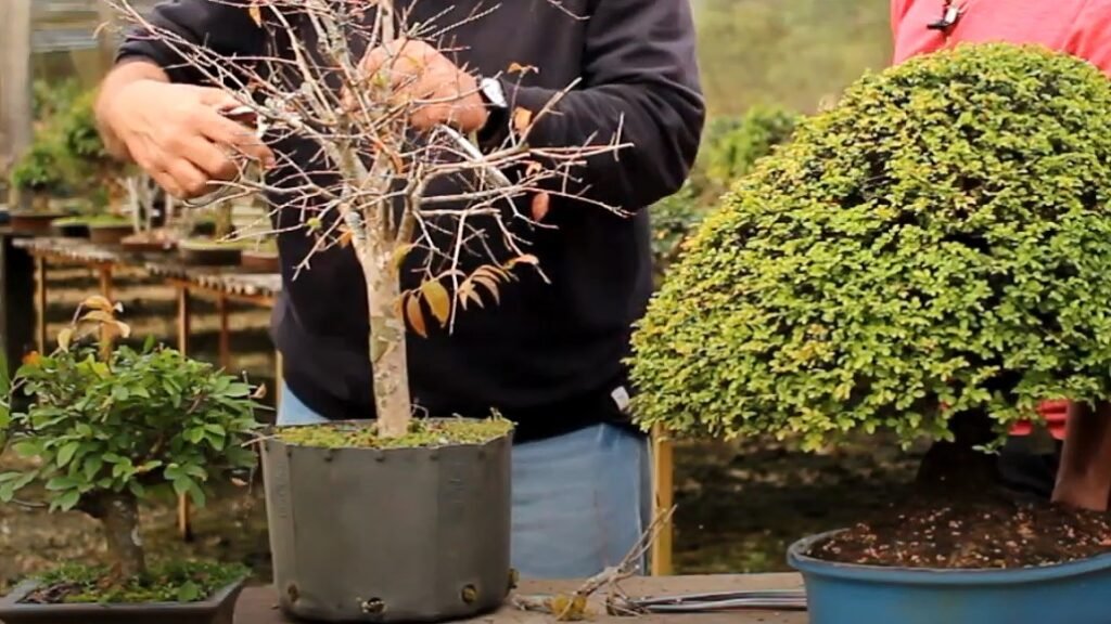como podar bonsai
