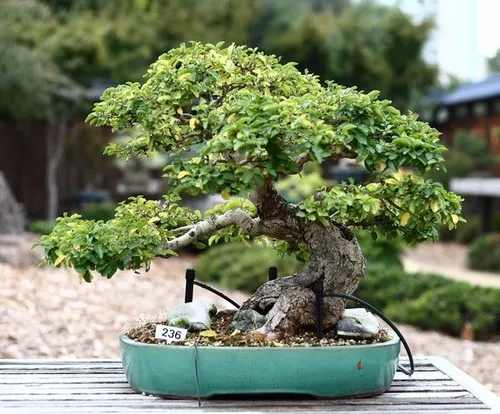 Espécies de Bonsai para Iniciantes