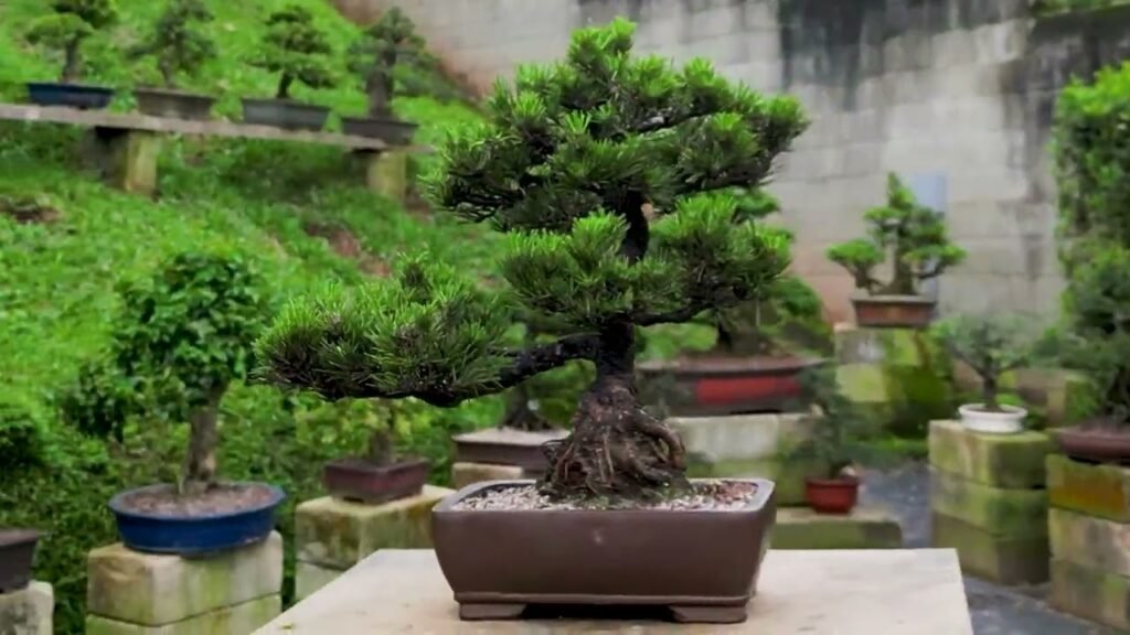 Espécies de Bonsai para Iniciantes