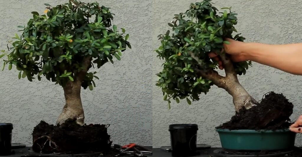 Transplante de Bonsai