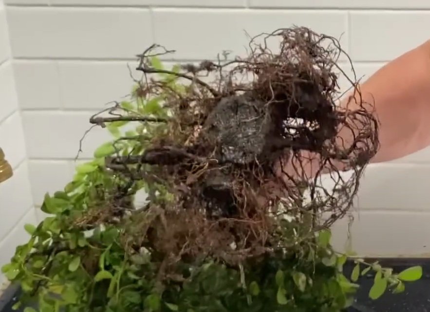 Transplante de Bonsai