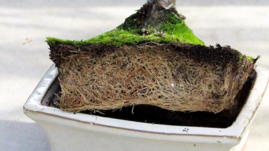 Transplante de Bonsai